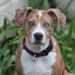 Meet your Posher, Janice